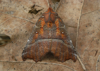 Zackeneule (Scoliopteryx  libatrix) - © Leo Kuzmits
